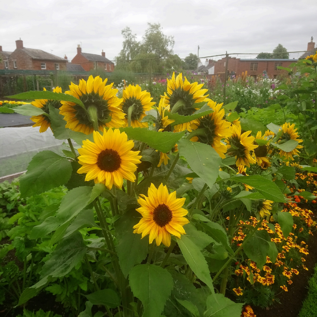 Helianthus annuus Solar Power in the GardenTags plant encyclopedia Sunflower Solar Power in the GardenTags plant encyclopedia