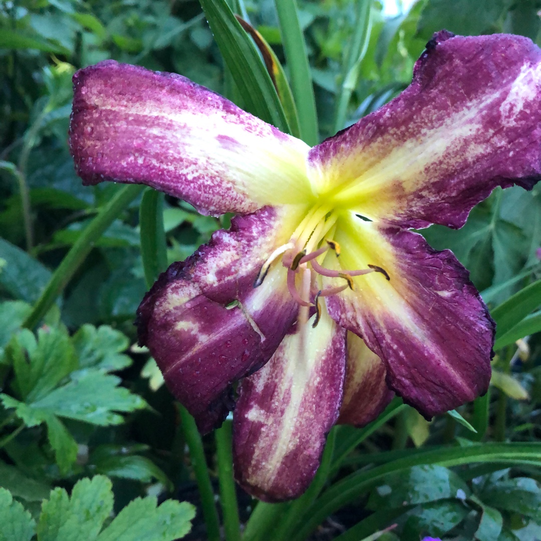 Hemerocallis Snaggle Tooth in the GardenTags plant encyclopedia Daylily Snaggle Tooth in the GardenTags plant encyclopedia