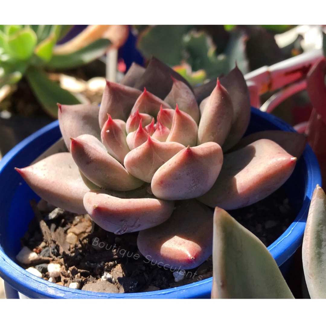 Echeveria Whisper in the GardenTags plant encyclopedia Echeveria Whisper in the GardenTags plant encyclopedia