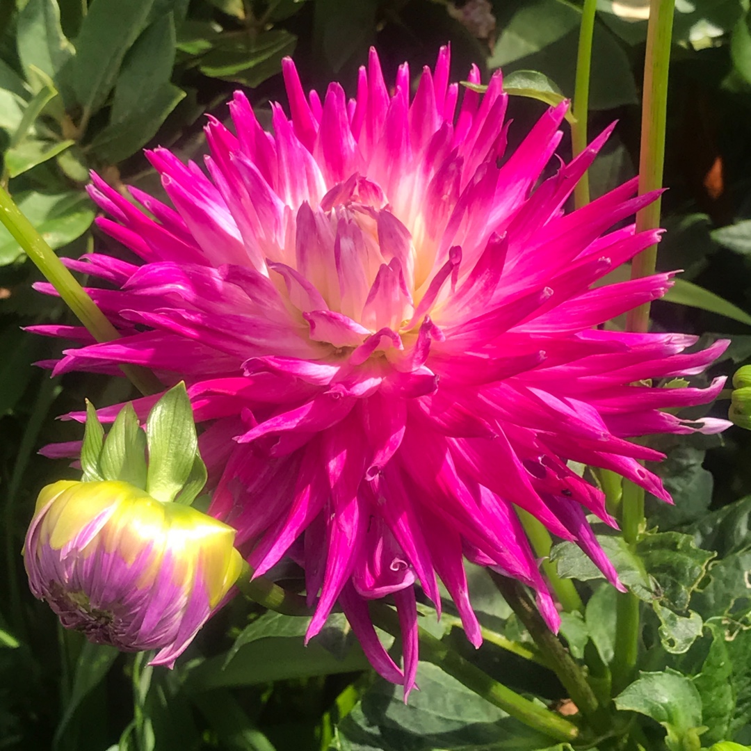 Dahlia Veritable in the GardenTags plant encyclopedia Dahlia Veritable (Semi-cactus) in the GardenTags plant encyclopedia