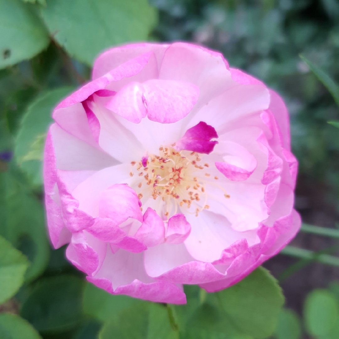 Rosa Ausoran syn. Rosa Scarborough Fair in the GardenTags plant encyclopedia Rose Scarborough Fair (Shrub) in the GardenTags plant encyclopedia