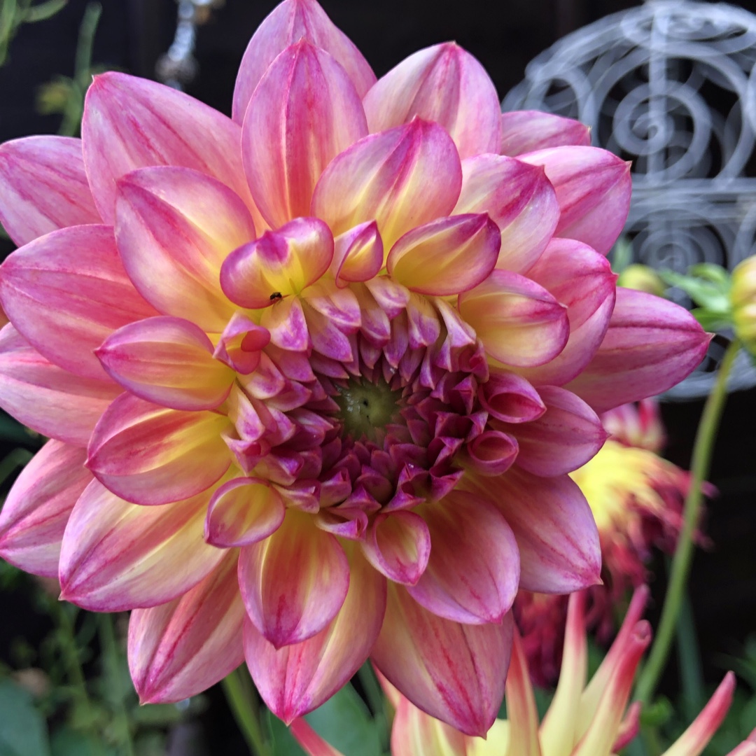 Dahlia Lakeland Autumn in the GardenTags plant encyclopedia Dahlia Lakeland Autumn (Decorative) in the GardenTags plant encyclopedia