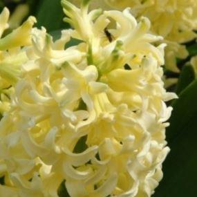 Hyacinth City of Haarlem in the GardenTags plant encyclopedia
