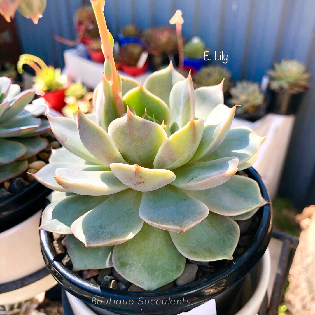 Echeveria Lily in the GardenTags plant encyclopedia Echeveria Lily in the GardenTags plant encyclopedia