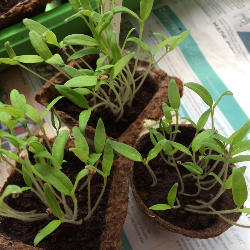 Tomato Principe Borghese (Plum Tomato) in the GardenTags plant encyclopedia