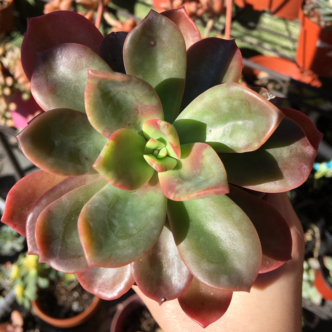 xGraptoveria Fenix in the GardenTags plant encyclopedia Graptoveria Fenix in the GardenTags plant encyclopedia