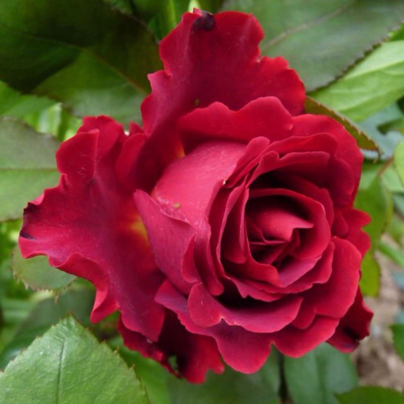 Rosa Hommage A Barbara in the GardenTags plant encyclopedia Rose Hommage A Barbara in the GardenTags plant encyclopedia
