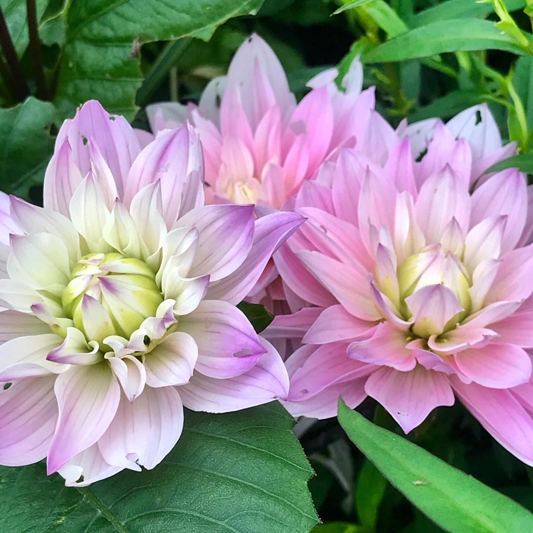 Dahlia Karma Prospero in the GardenTags plant encyclopedia Dahlia Karma Prospero (Waterlily) in the GardenTags plant encyclopedia