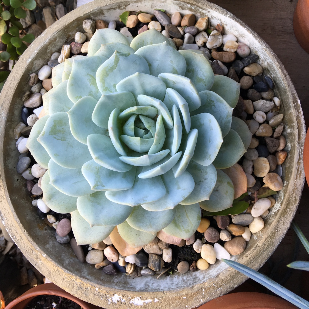 Echeveria Caly Argentea in the GardenTags plant encyclopedia Echeveria Caly Argentea in the GardenTags plant encyclopedia