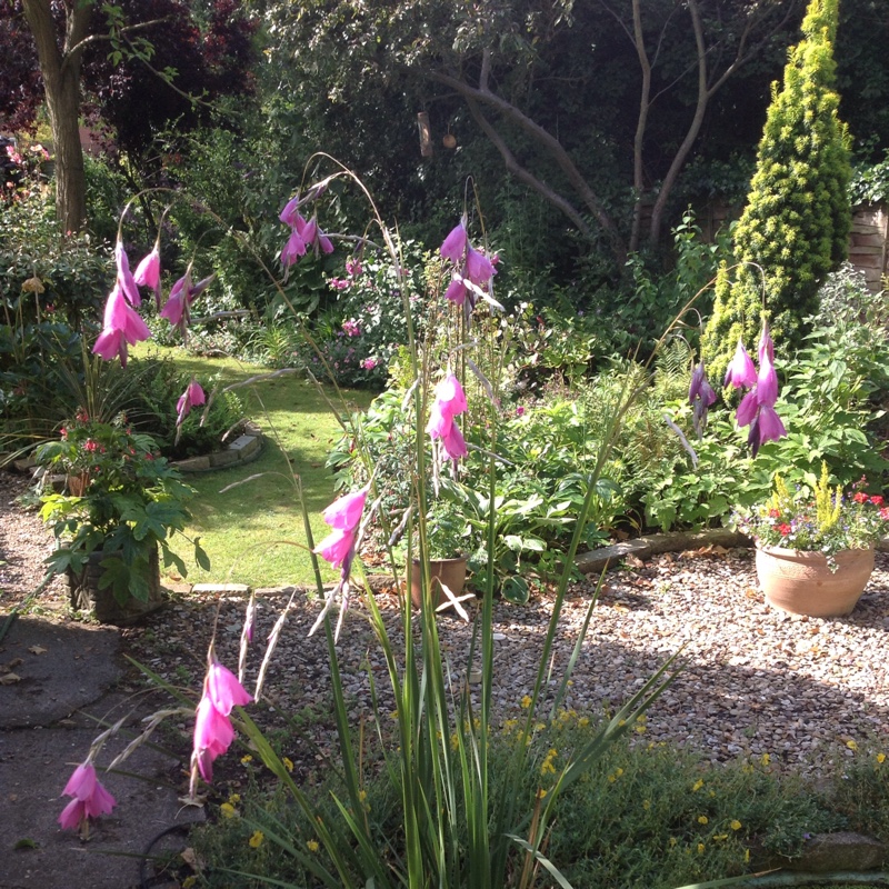 Dierama pulcherrimum, Angel's Fishing Rod in GardenTags plant encyclopedia