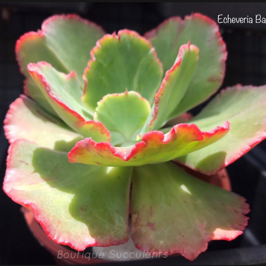 Echeveria Babylon in the GardenTags plant encyclopedia Echeveria Babylon in the GardenTags plant encyclopedia