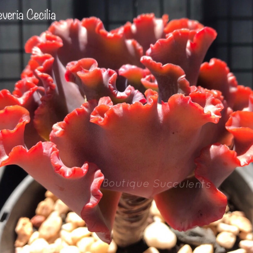 Echeveria Cecilia in the GardenTags plant encyclopedia Echeveria Cecilia in the GardenTags plant encyclopedia
