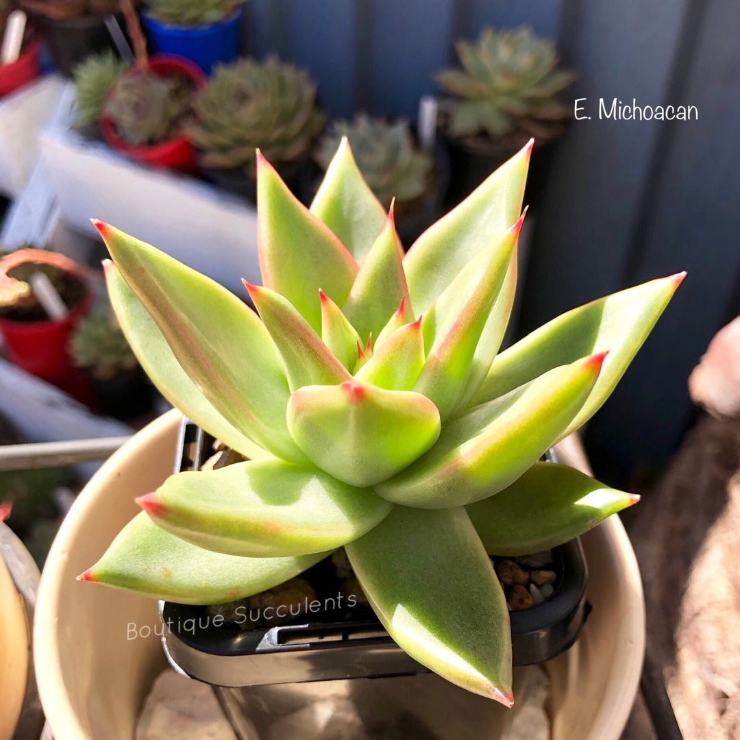 Echeveria Agavoides Michoacan in the GardenTags plant encyclopedia Echeveria Agavoides Michoacan in the GardenTags plant encyclopedia