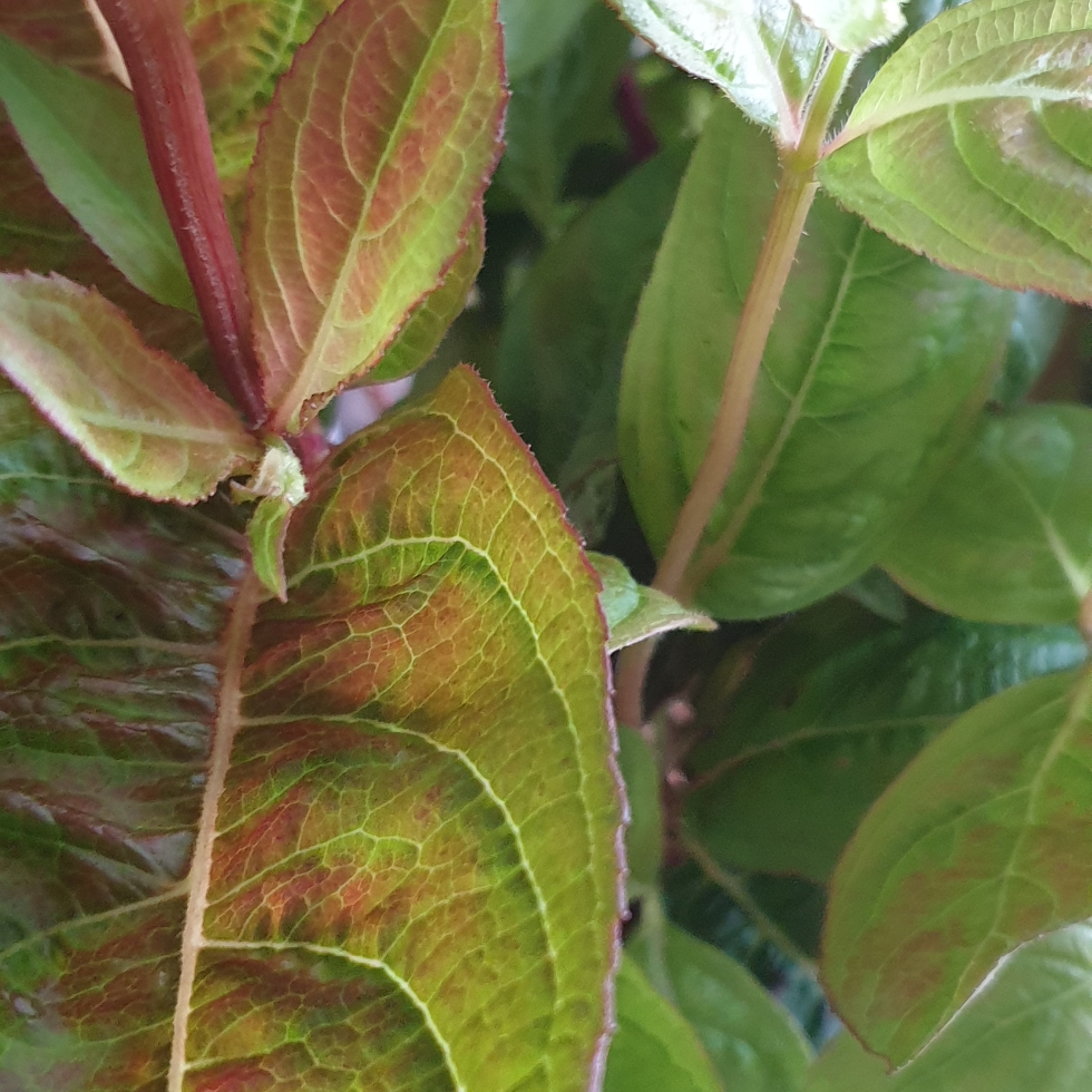 Weigela florida Wings of Fire in the GardenTags plant encyclopedia Weigela Wings of Fire in the GardenTags plant encyclopedia