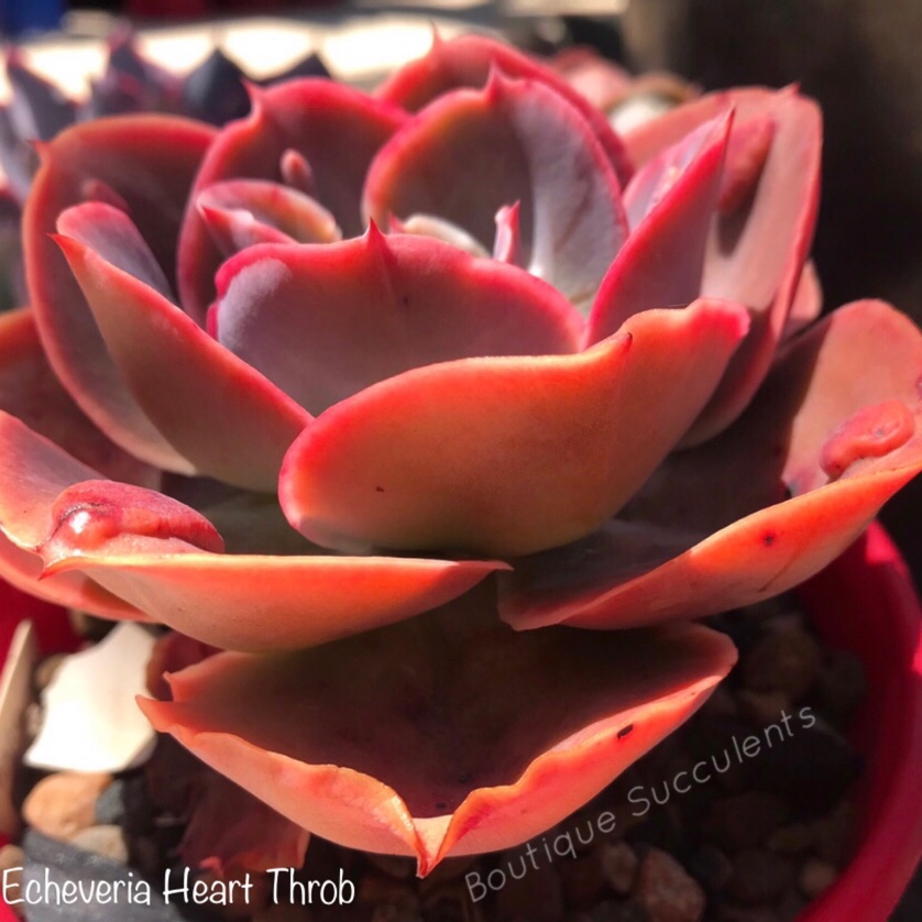 Echeveria Heart Throb in the GardenTags plant encyclopedia Echeveria Heart Throb in the GardenTags plant encyclopedia