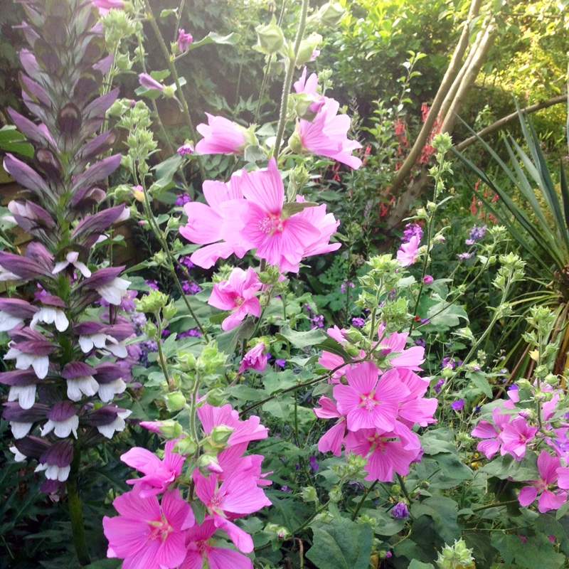 Tree Mallow Bredon Springs in the GardenTags plant encyclopedia