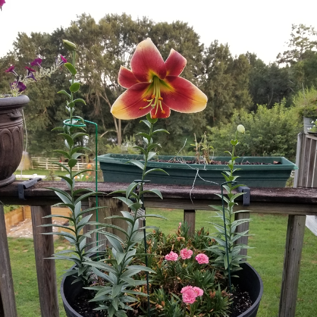 Lily Red Dutch (Other) in the GardenTags plant encyclopedia