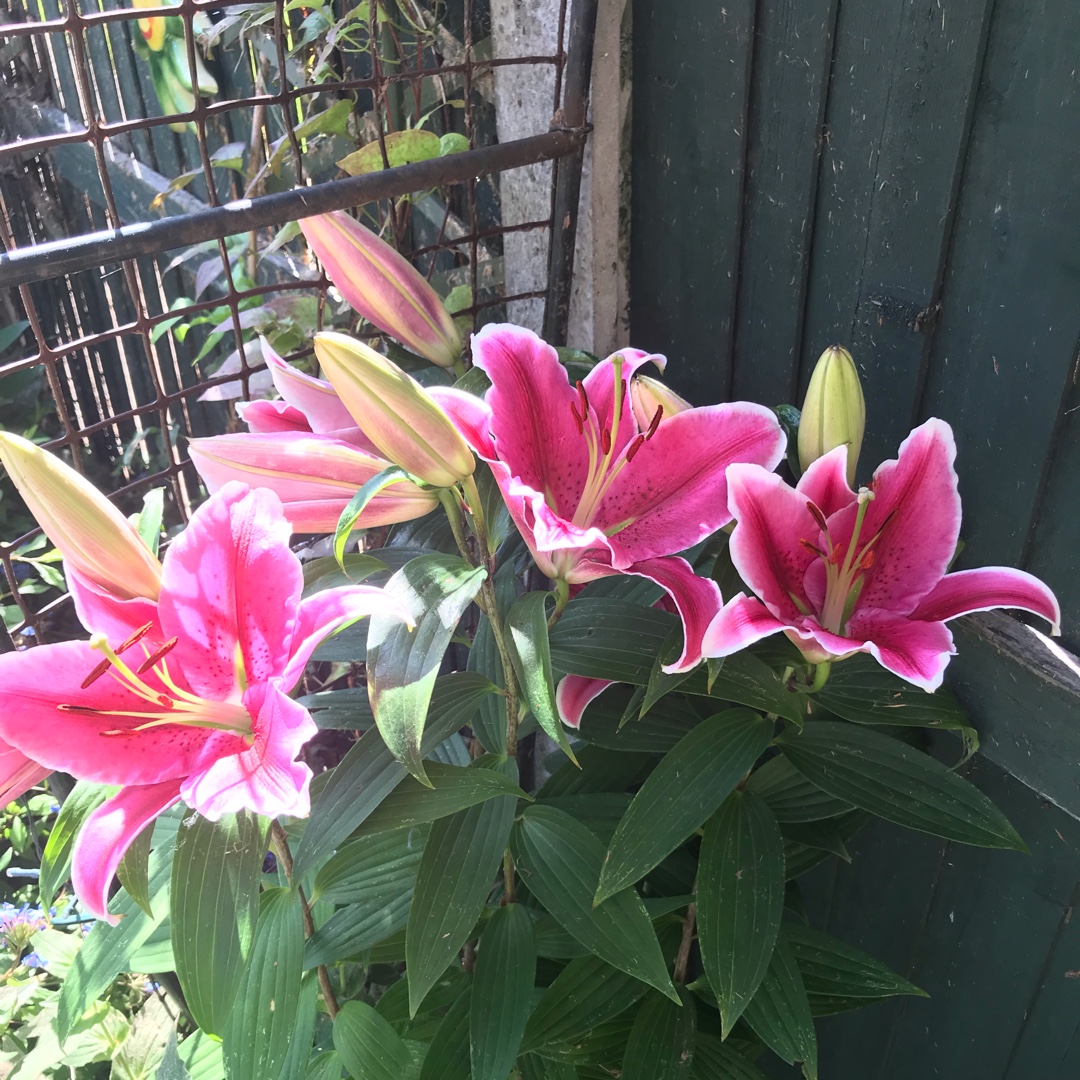 Lilium Tasman syn. Lilium World News in the GardenTags plant encyclopedia Lily Tasman (Oriental) in the GardenTags plant encyclopedia