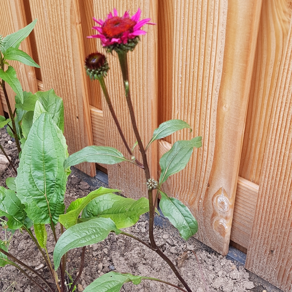 Echinacea Noecone syn. Echinacea Chunky Purple in the GardenTags plant encyclopedia Coneflower Chunky Purple in the GardenTags plant encyclopedia