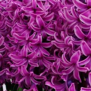 Hyacinthus orientalis Paul Hermann in the GardenTags plant encyclopedia Hyacinth Paul Hermann in the GardenTags plant encyclopedia