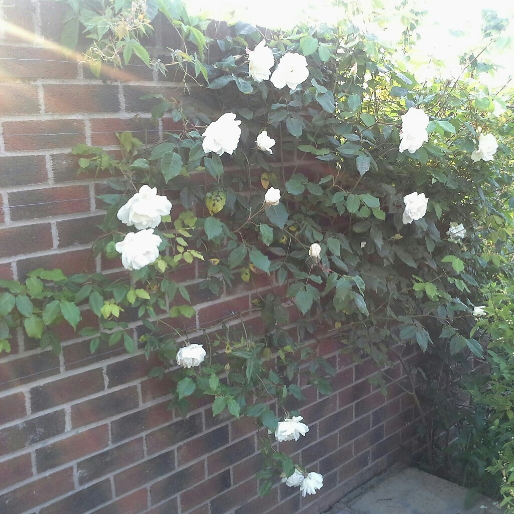 Rose Madame Alfred Carrière (Noisette) in the GardenTags plant encyclopedia