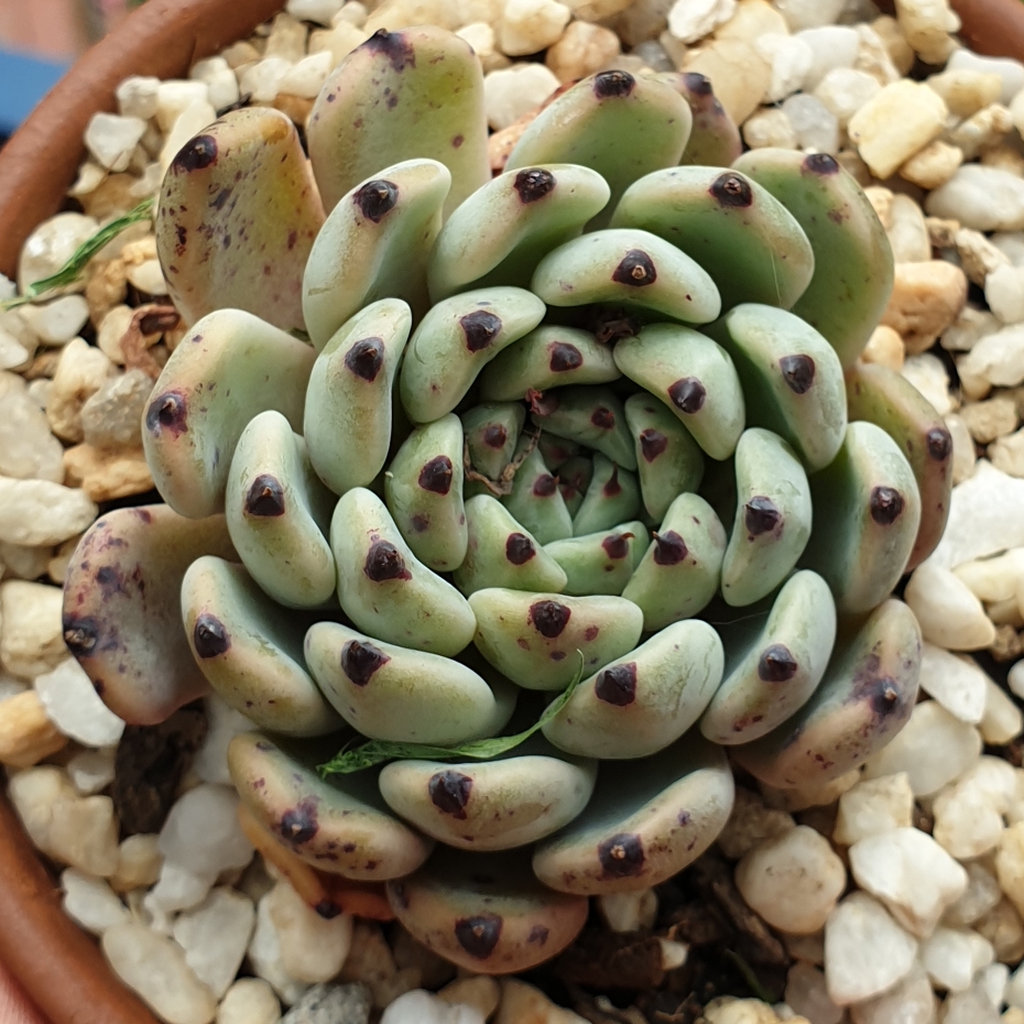 Echeveria Red Absinthe in the GardenTags plant encyclopedia Echeveria Red Absinthe in the GardenTags plant encyclopedia