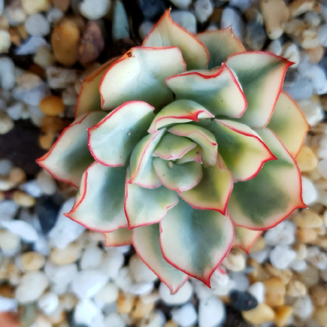 Echeveria Esther Variegata in the GardenTags plant encyclopedia Echeveria Esther Veriegated Form in the GardenTags plant encyclopedia