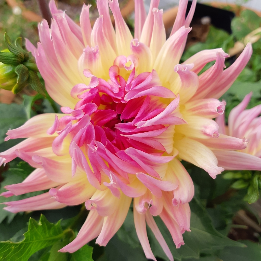 Dahlia Karma Sangria in the GardenTags plant encyclopedia Dahlia Karma Sangria (Semi-cactus) in the GardenTags plant encyclopedia