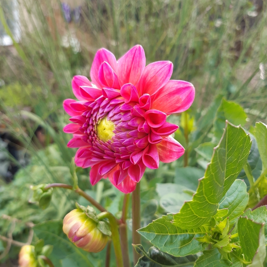 Dahlia Dikara Superb in the GardenTags plant encyclopedia Dahlia Dikara Superb (Decorative) in the GardenTags plant encyclopedia