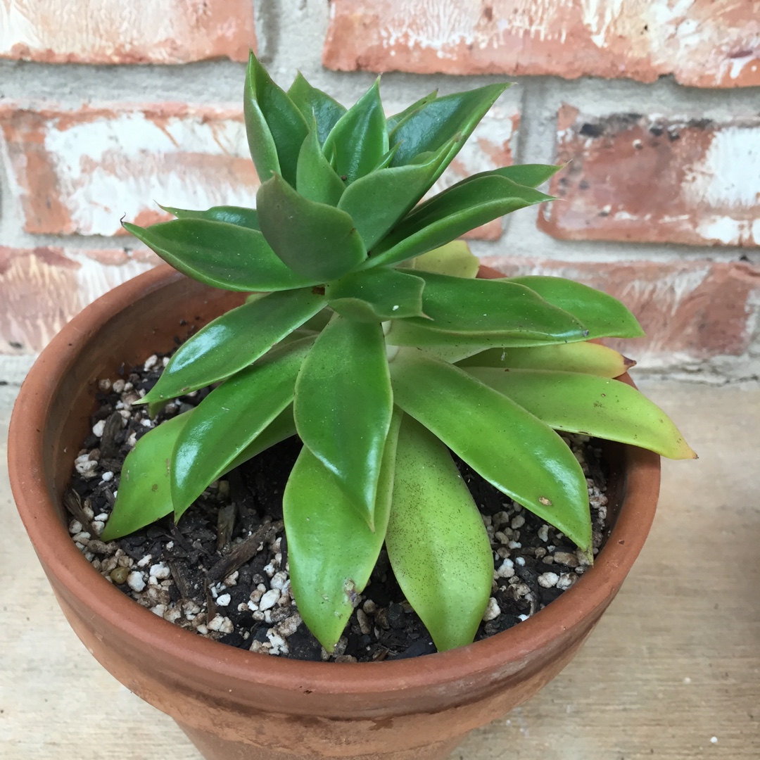 Echeveria Mexicano in the GardenTags plant encyclopedia Echeveria Mexicano in the GardenTags plant encyclopedia