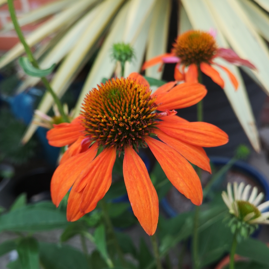 Echinacea Balsomador (Sombrero Series) syn. Echinacea Sombrero Adobe Orange in the GardenTags plant encyclopedia Coneflower Sombrero Adobe Orange in the GardenTags plant encyclopedia