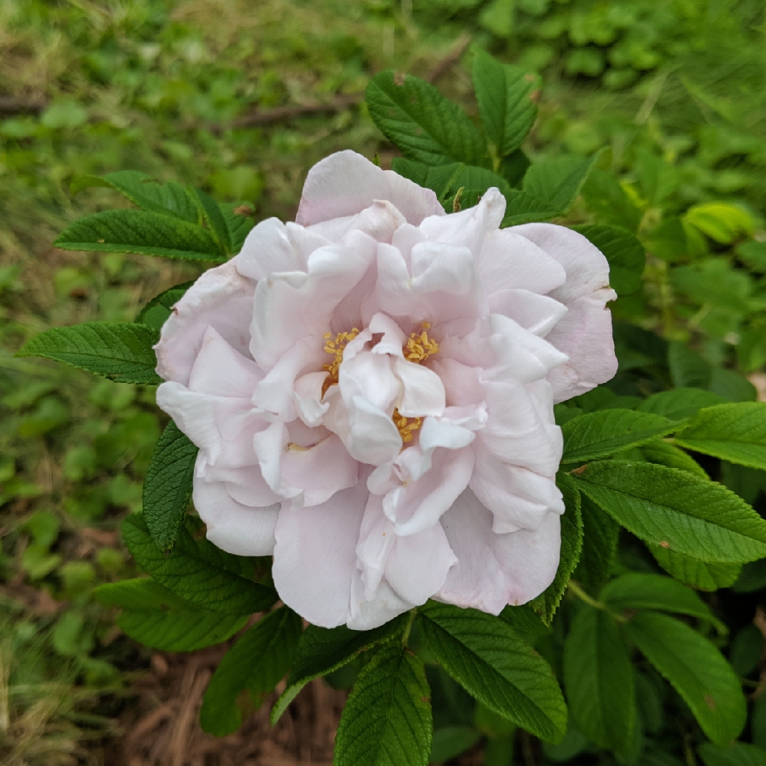 Rosa Schneekoppe syn. Rosa Snow Pavement, Rosa Hansno in the GardenTags plant encyclopedia Rose Snow Pavement (Rugosa) in the GardenTags plant encyclopedia