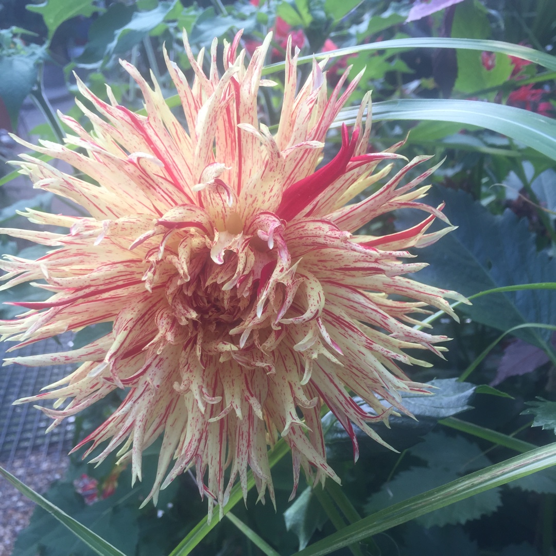 Dahlia Serano in the GardenTags plant encyclopedia Dahlia Serano (Cactus) in the GardenTags plant encyclopedia