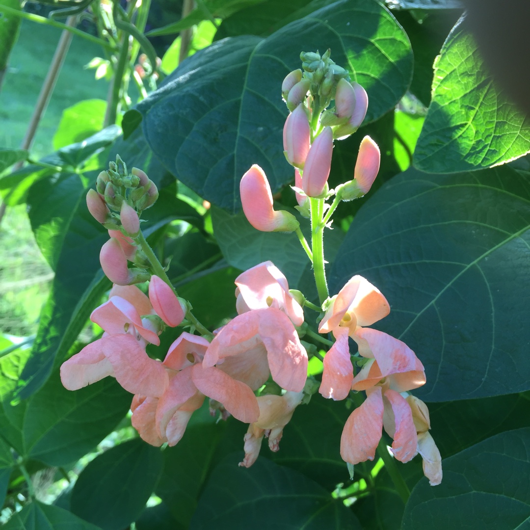 Phaseolus coccineus Celebration in the GardenTags plant encyclopedia Runner Bean Celebration in the GardenTags plant encyclopedia