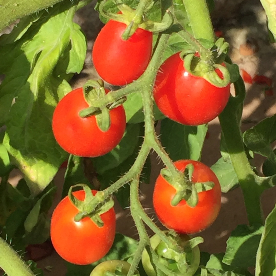 Solanum lycopersicum Lucinda in the GardenTags plant encyclopedia Tomato Lucinda in the GardenTags plant encyclopedia