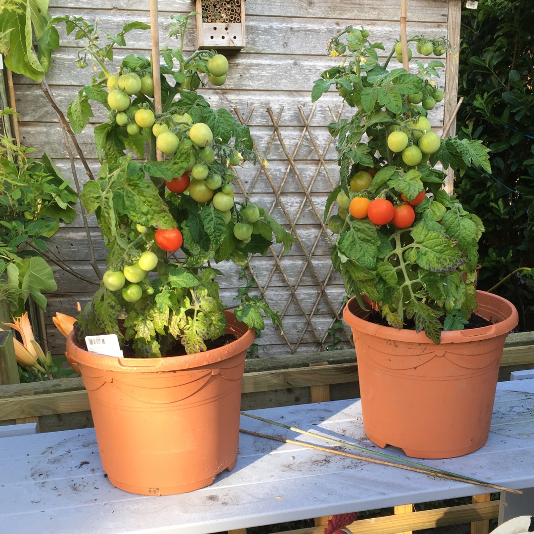 Solanum lycopersicum Veranda syn. Solanum lycopersicum Veranda Red in the GardenTags plant encyclopedia Tomato Veranda in the GardenTags plant encyclopedia