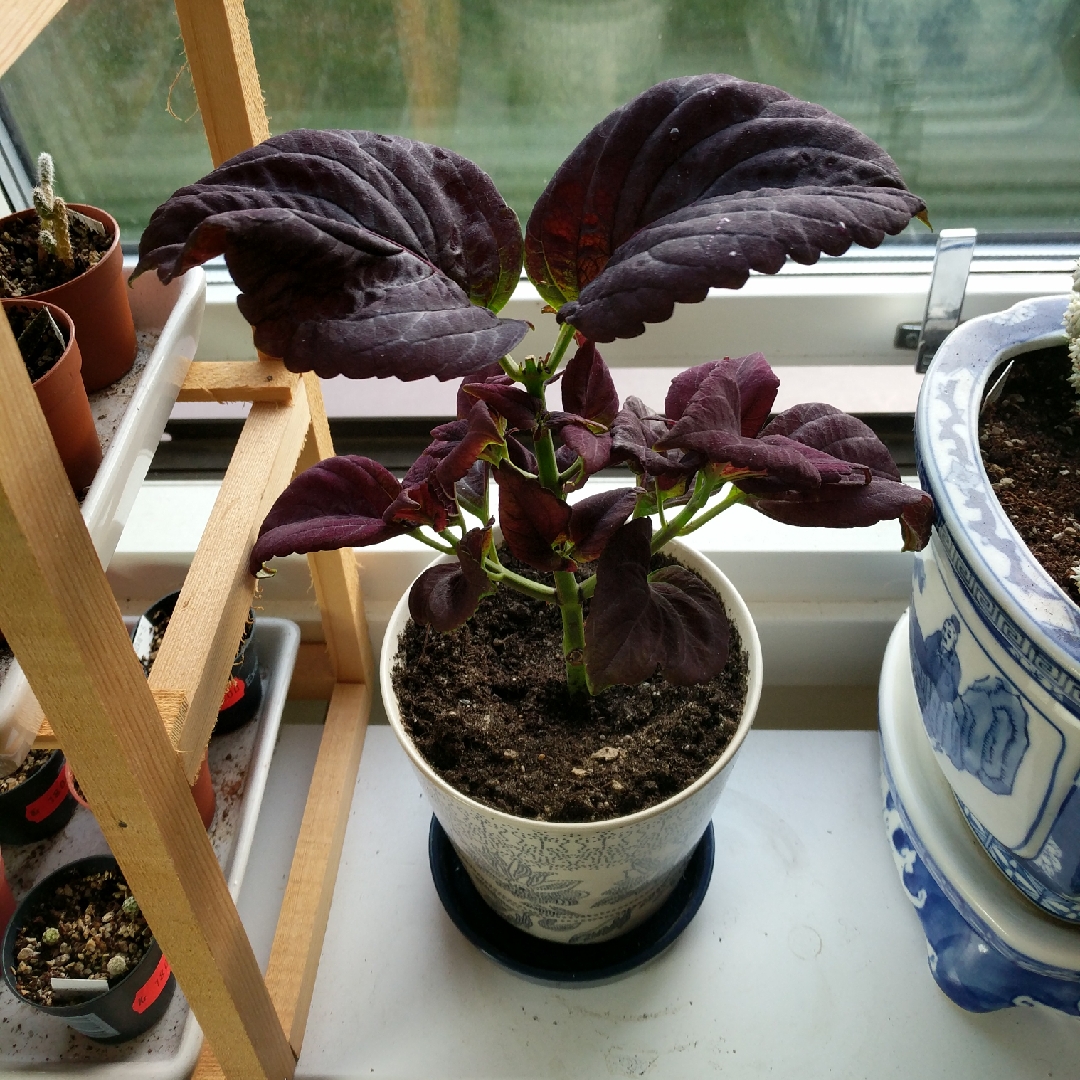 Solenostemon scutellarioides Black Prince in the GardenTags plant encyclopedia Coleus Black Prince in the GardenTags plant encyclopedia