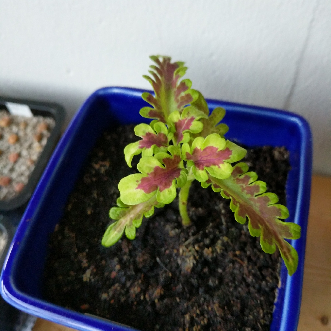 Solenostemon scutellarioides Electric Coral (Under The Sea Series) in the GardenTags plant encyclopedia Coleus Electric Coral in the GardenTags plant encyclopedia