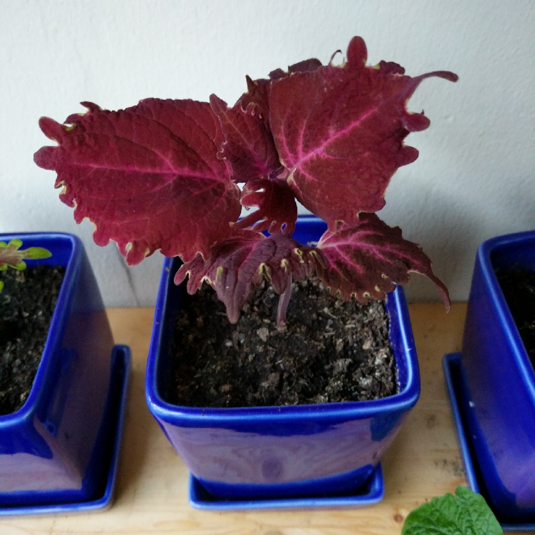 Solenostemon scutellarioides Flamingo in the GardenTags plant encyclopedia Coleus Flamingo in the GardenTags plant encyclopedia