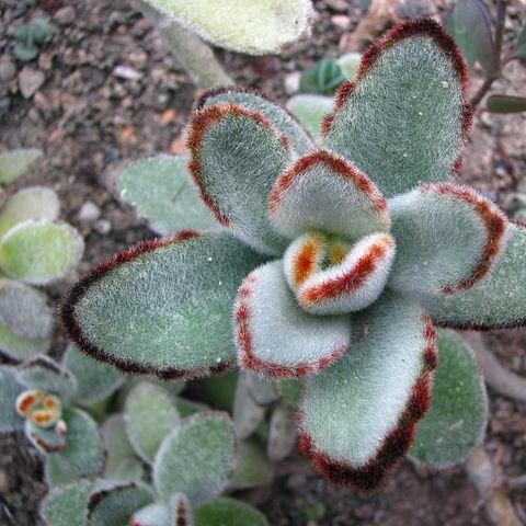 Kalanchoe tomentosa in the GardenTags plant encyclopedia Kalanchoe Tomentosa in the GardenTags plant encyclopedia