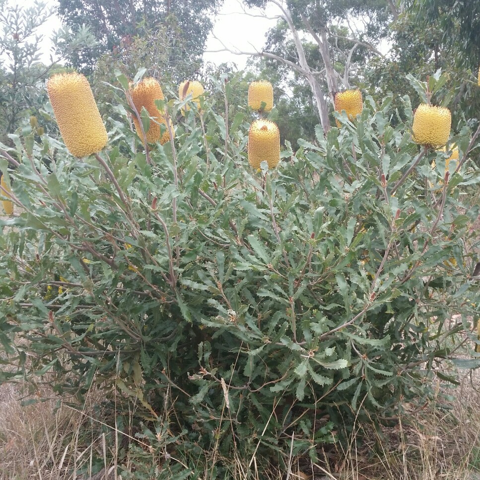 Golden Stalk Banksia in the GardenTags plant encyclopedia