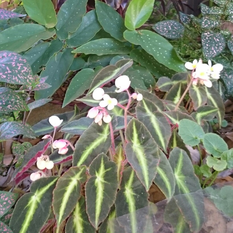 Begonia listada in the GardenTags plant encyclopedia Striped Begonia in the GardenTags plant encyclopedia