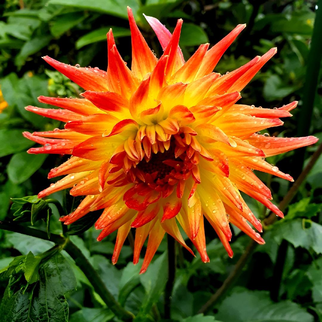 Dahlia Mercator in the GardenTags plant encyclopedia Dahlia Mercator (Semi-cactus) in the GardenTags plant encyclopedia