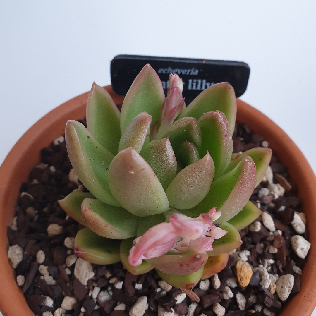 Echeveria Agavoides Water Lily in the GardenTags plant encyclopedia Echeveria Agavoides Water Lily in the GardenTags plant encyclopedia