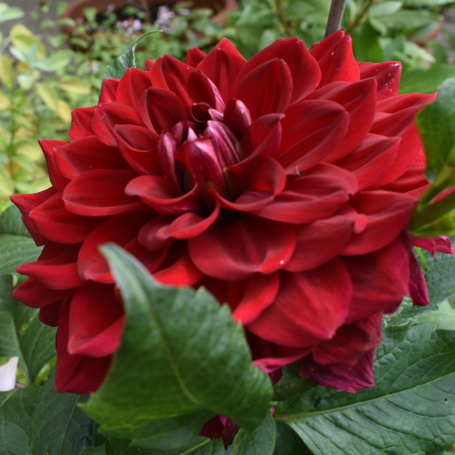 Dahlia Red Runner in the GardenTags plant encyclopedia Dahlia Red Runner (Decorative) in the GardenTags plant encyclopedia