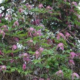 Clematis atragene Columella in the GardenTags plant encyclopedia Clematis Columella in the GardenTags plant encyclopedia
