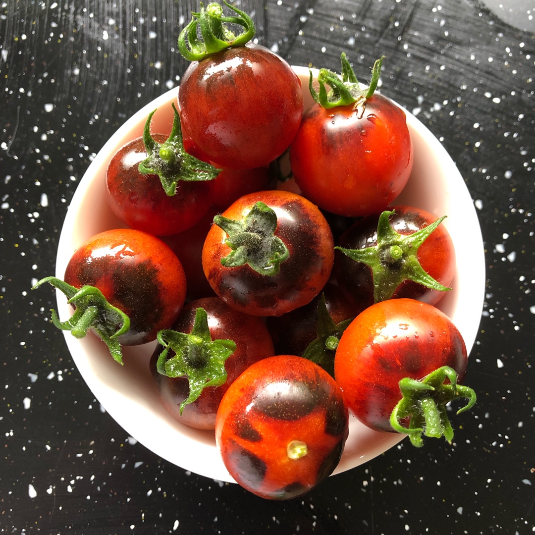 Solanum lycopersicum Indigo Cherry Drops in the GardenTags plant encyclopedia Tomato Indigo Cherry Drops in the GardenTags plant encyclopedia