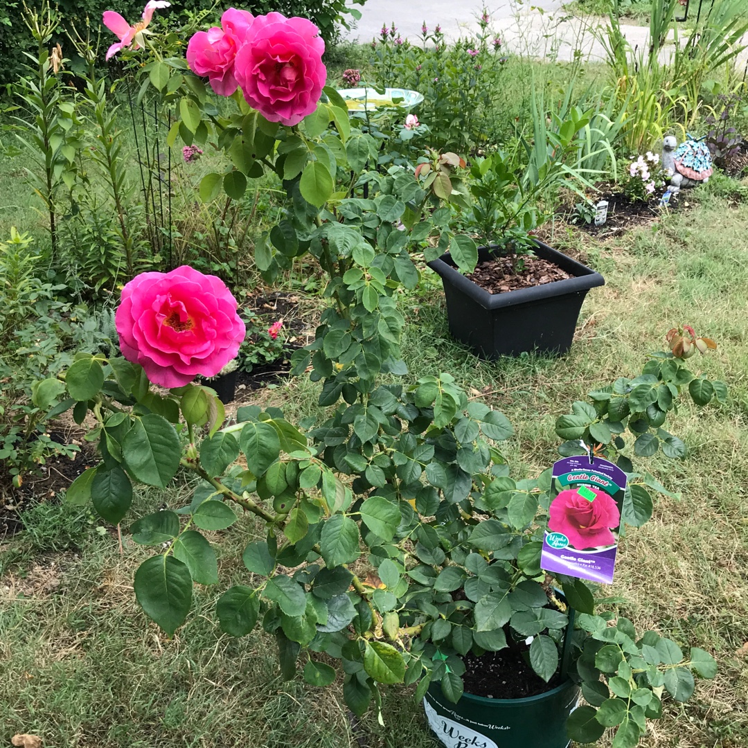 Rose Gentle Giant (Hybrid Tea) in the GardenTags plant encyclopedia