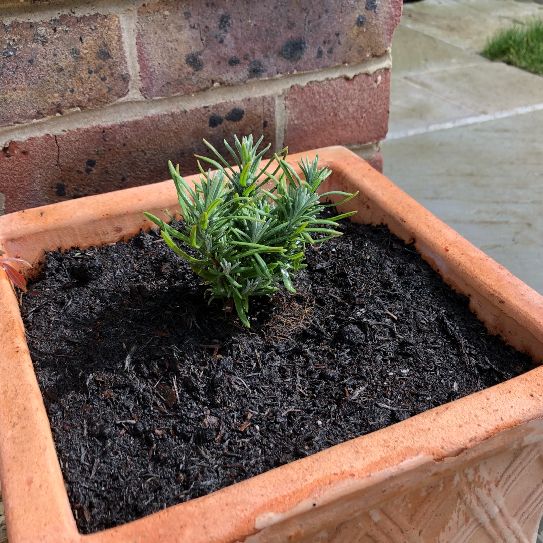 Lavender Little Lady in the GardenTags plant encyclopedia