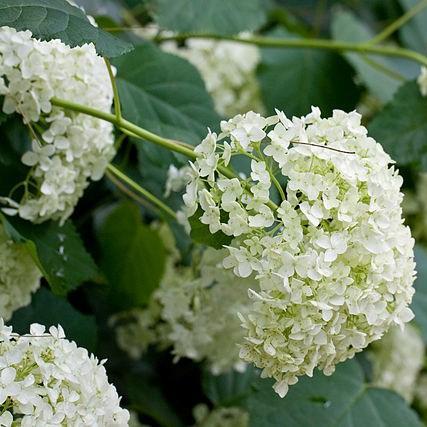 Hydrangea arborescens Annabelle in the GardenTags plant encyclopedia Hydrangea Annabelle in the GardenTags plant encyclopedia
